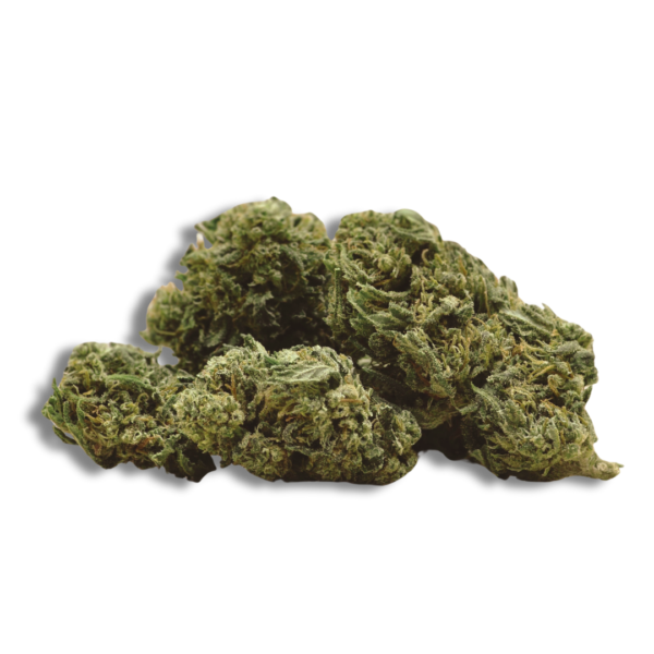 Orange Medium Bud