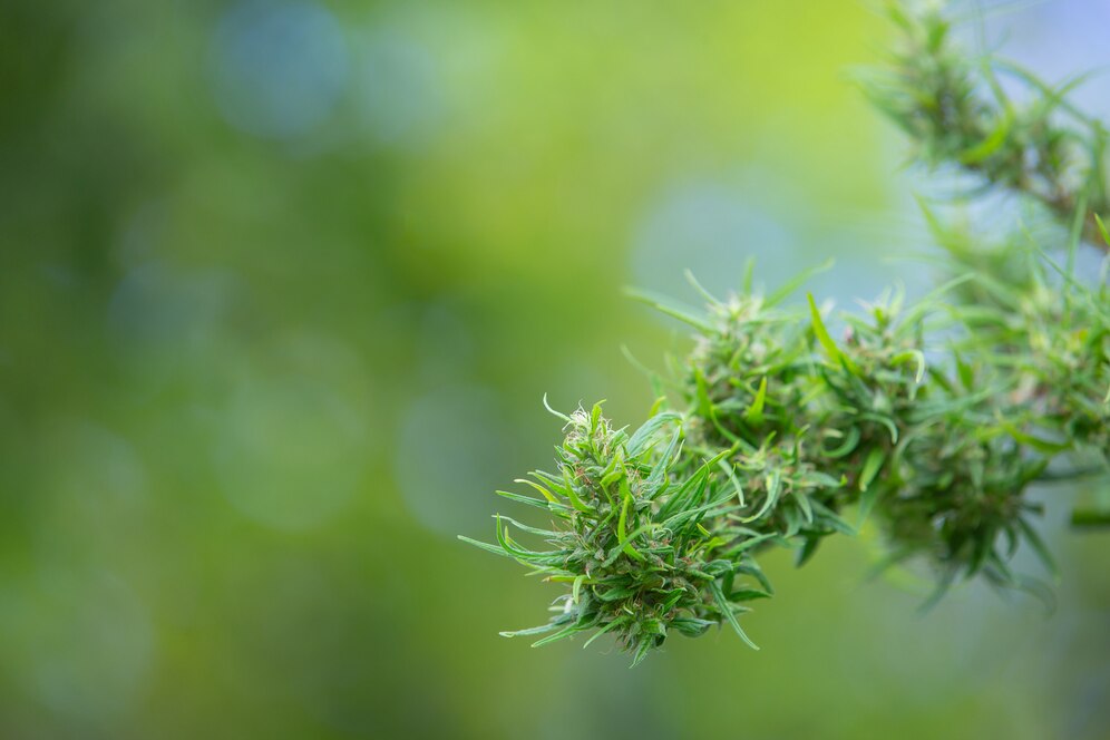 cbd contraindicaciones