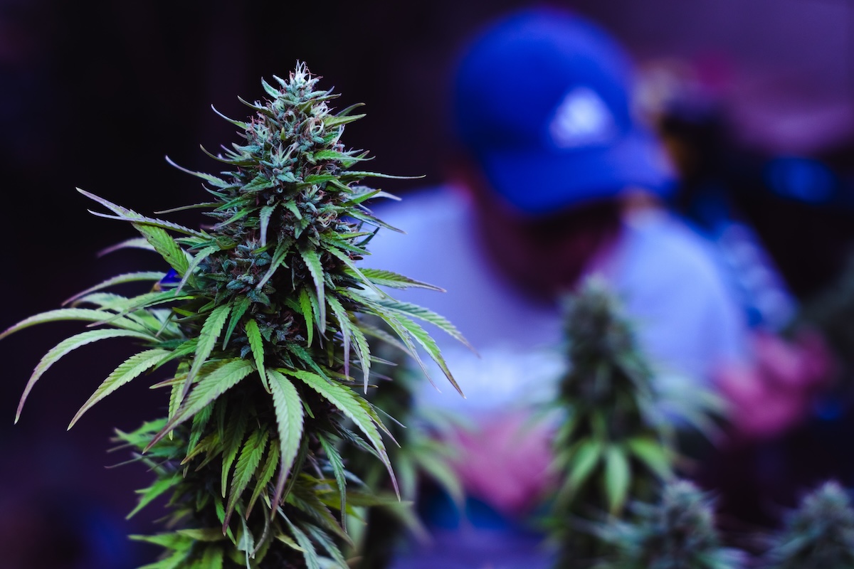 cultivo indoor