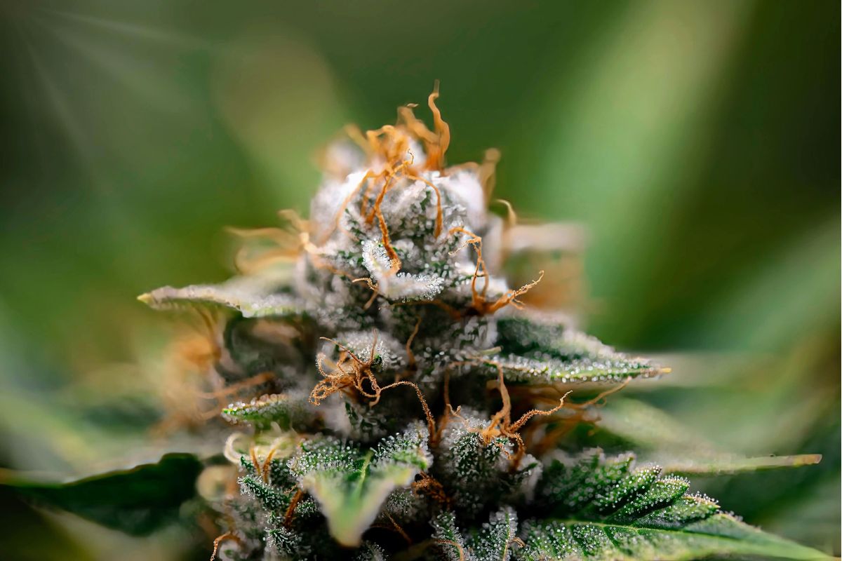flor de cbd