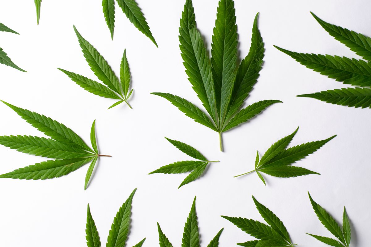 cannabis sativa